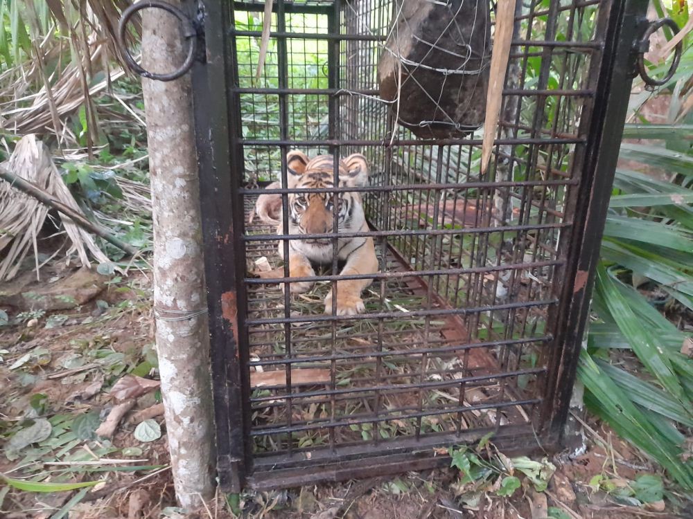 Polisi Menyamar Jadi Pembeli, 2 Penjual Kulit Harimau Ditangkap