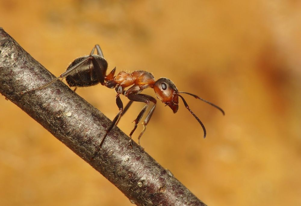 7 Spesies Semut yang Terancam Punah, Sudah Jarang Terlihat