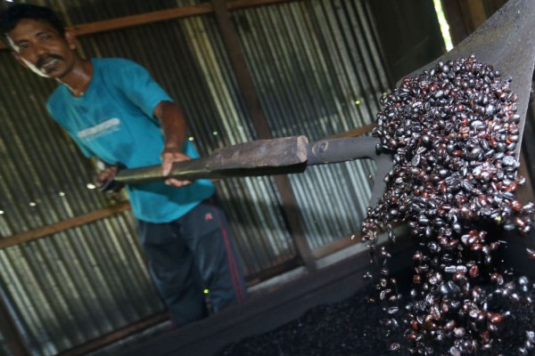 Kopi Dalam Tantangan Hulu Hilir Dan Ancaman Perubahan Iklim 8841