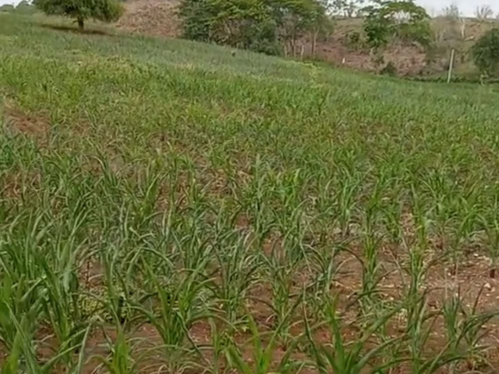 Ribuan Hektare Tanaman Jagung di Lotim Terancam Gagal Panen