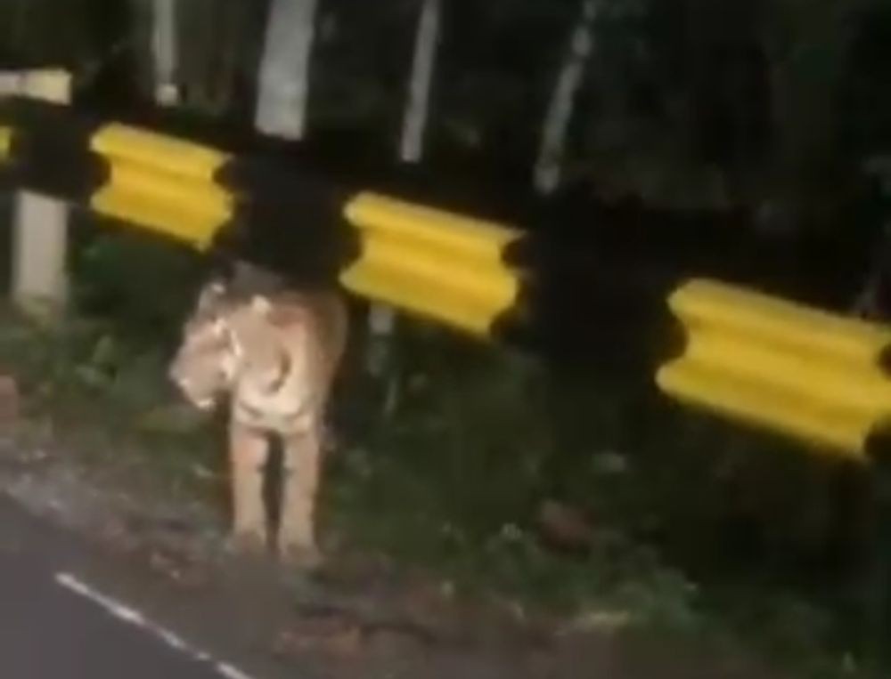 Polhut Perkirakan Harimau Muncul di Jalan Lintas Barat Usia 4-6 Tahun