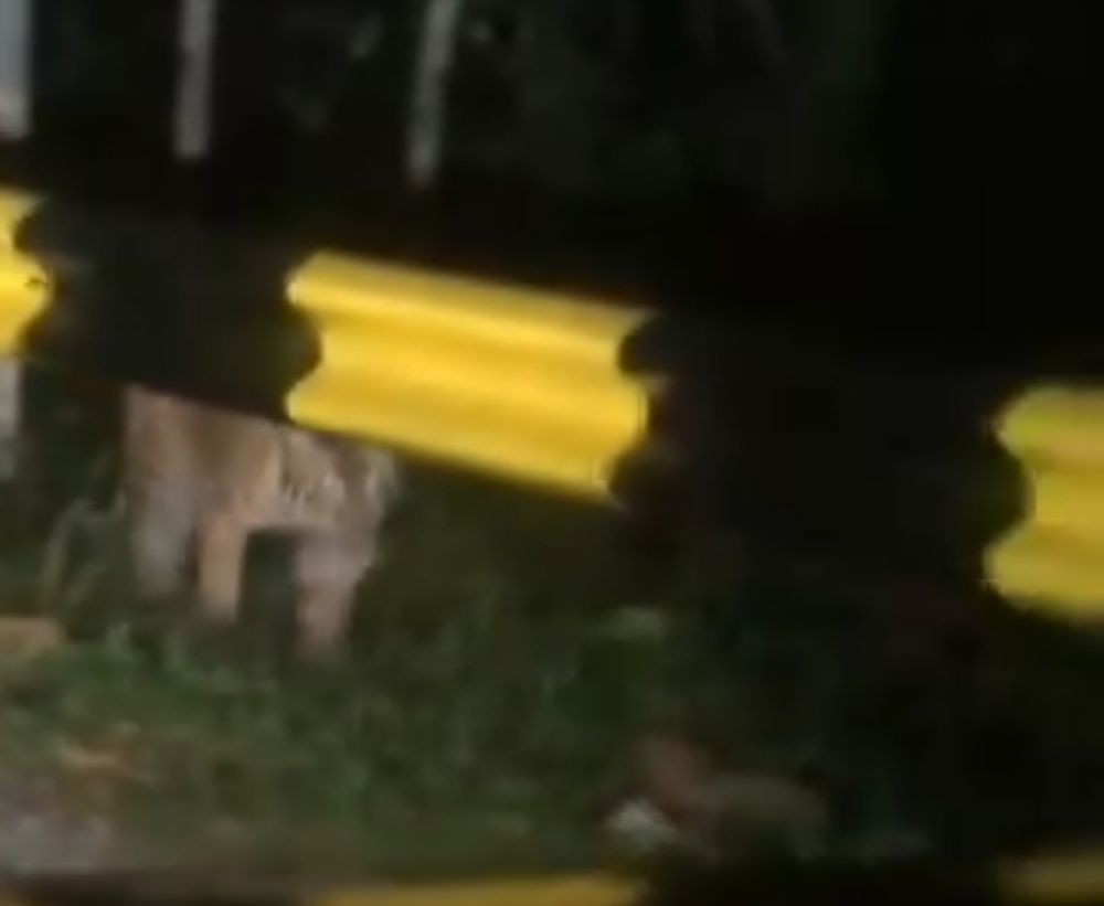 Kemunculan Harimau Terekam Kamera Warga di Tanjakan Mayit Pesibar