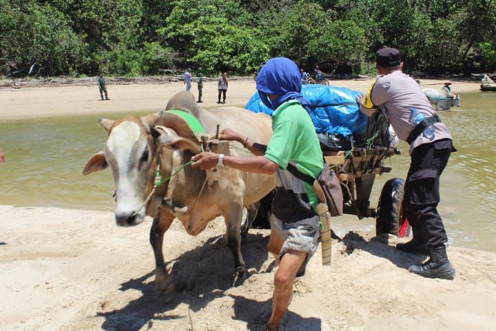 10 Potret Distribusi Logistik Pemilu Daerah Terpencil Pakai Gerobak Sapi