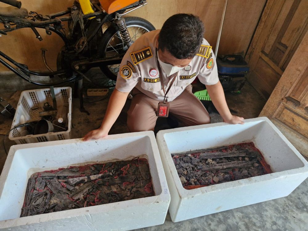 Cacing Nipah asal Sumut Rutin Berlayar ke Malaysia