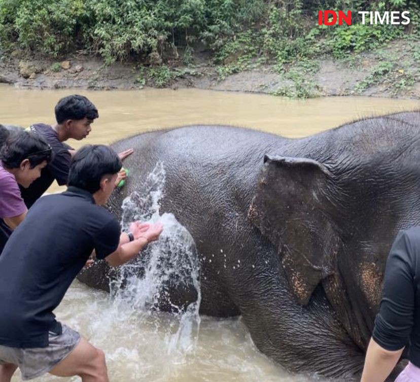 Influencer Kembali Bergerak, Intip Serunya Mandikan Gajah di Medan Zoo