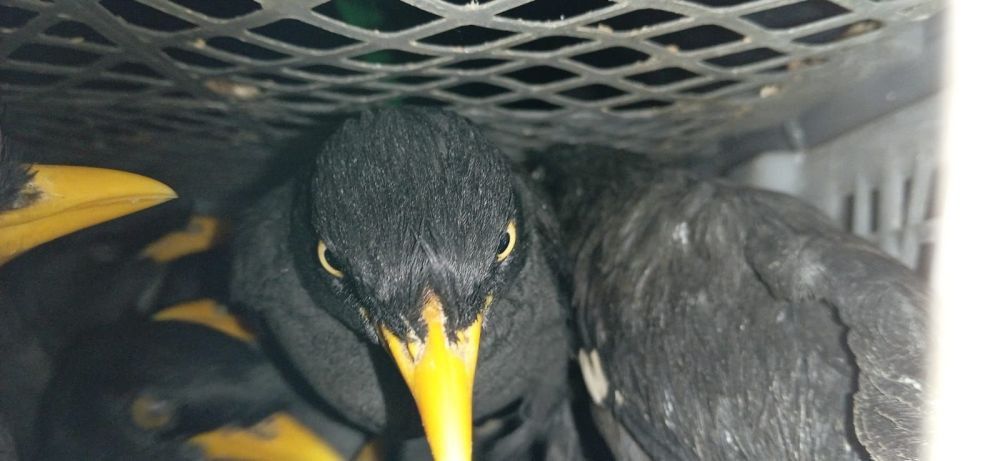 Penyelundupan 2.830 Burung Ilegal Palembang Digagalkan di Bakauheni