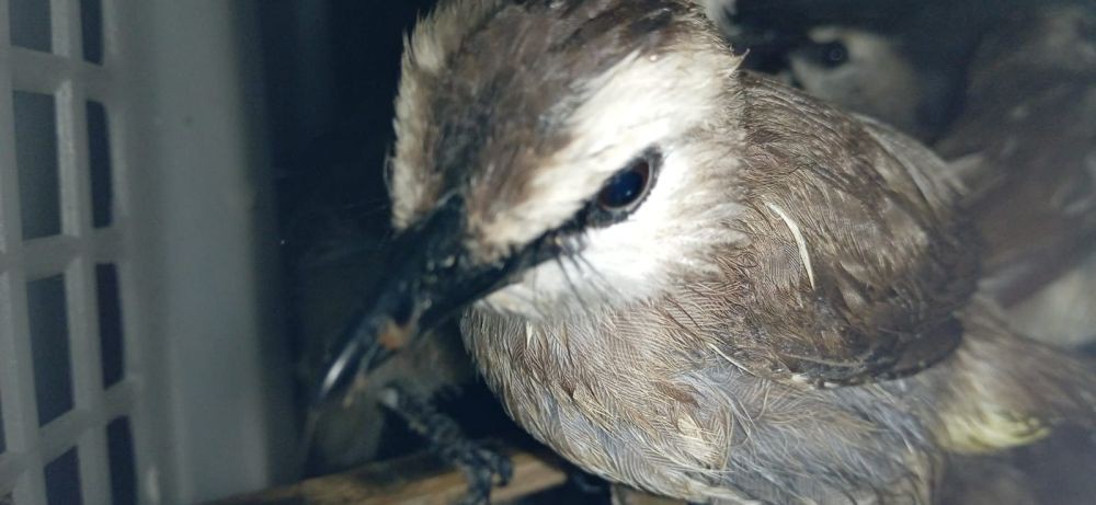 Penyelundupan 2.830 Burung Ilegal Palembang Digagalkan di Bakauheni