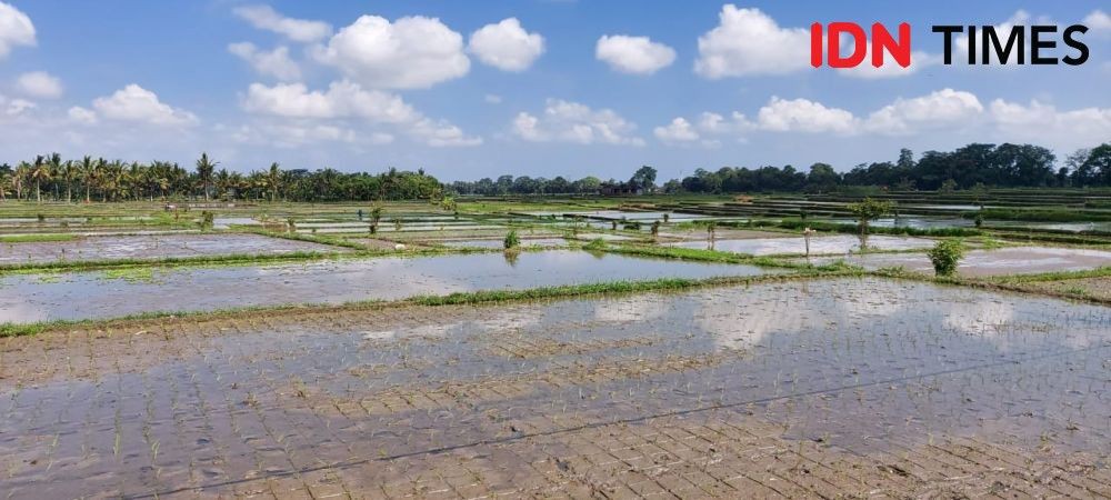 Pilu Petani Lampung Selatan, Baru Tanam Padi Sawah Terendam Banjir