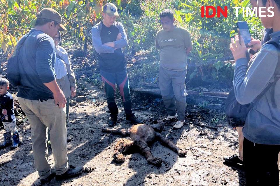 Satu Individu Orangutan Mati di TNGL, Diduga Terseret Banjir