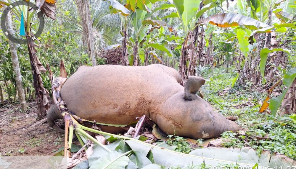 Pengelola Kebun Ditetapkan Tersangka Kematian Gajah di Pidie Jaya