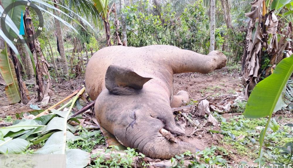 Pengelola Kebun Ditetapkan Tersangka Kematian Gajah di Pidie Jaya