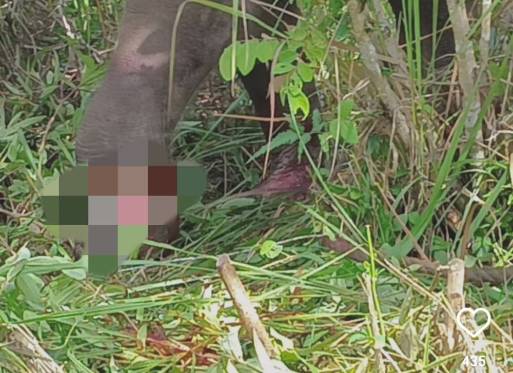 Anak Gajah Liar Betina Terjerat Kawat Baja di Hutan Way Kambas