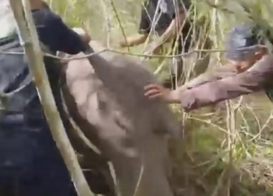 Anak Gajah Liar Betina Terjerat Kawat Baja di Hutan Way Kambas