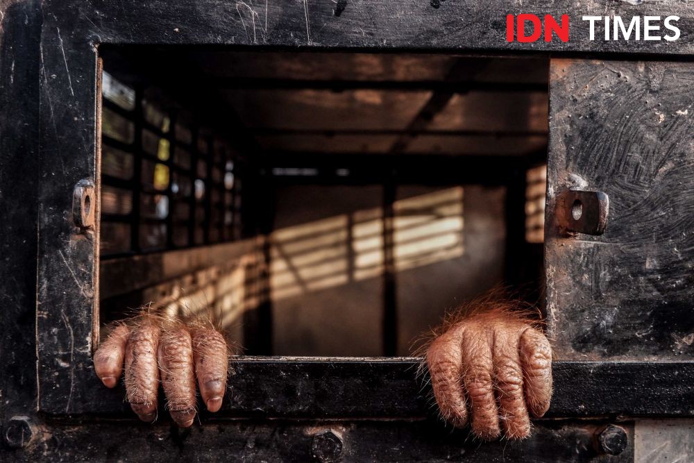 Penjual 2 Orangutan Divonis 3 Tahun, Kurirnya 2 Tahun Penjara