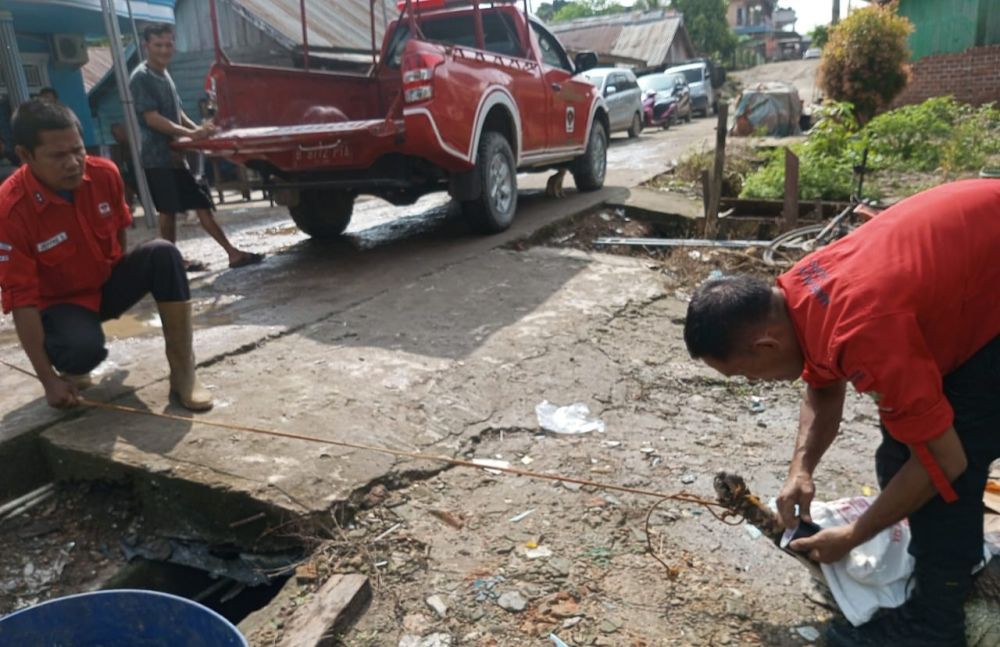 Manggala Agni Evakuasi Buaya Senyulong 3 Meter Peliharaan Warga