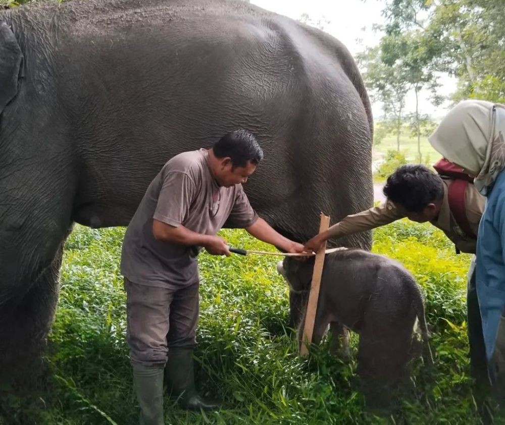 Bayi Gajah Sumatera Seberat 69 Kg Lahir di Taman Nasional Way Kambas