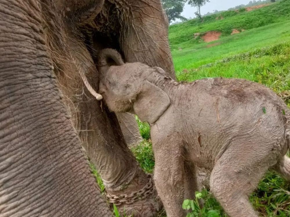 Bayi Gajah Sumatera Seberat 69 Kg Lahir di Taman Nasional Way Kambas