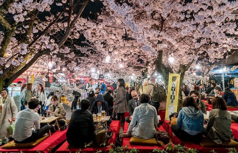 Mengenal Tradisi Hanami Saat Sakura di Jepang, Seperti Apa?