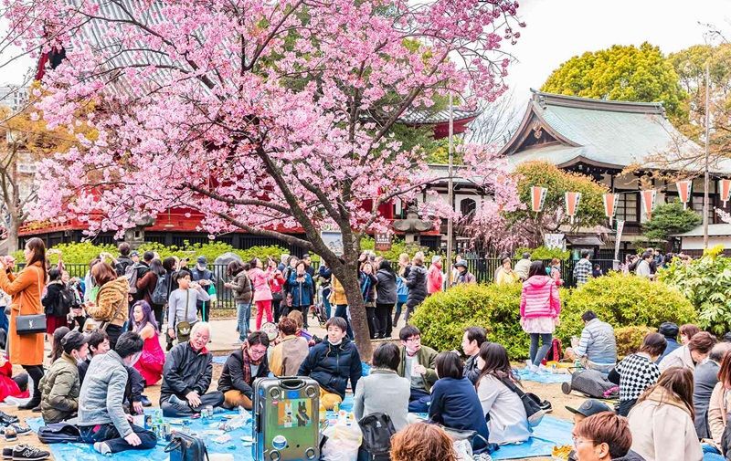 Mengenal Tradisi Hanami Saat Sakura di Jepang, Seperti Apa?
