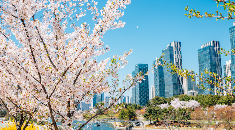 3 Destinasi Liburan Luar Negeri Saat Musim Semi, Lihat Sakura Mekar