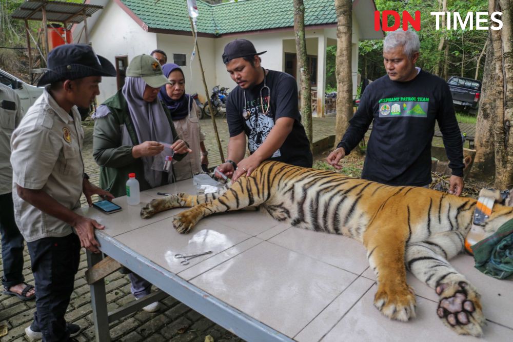 2 Harimau Korban Konflik Ambar dan Beru Situtung Pulang ke Leuser