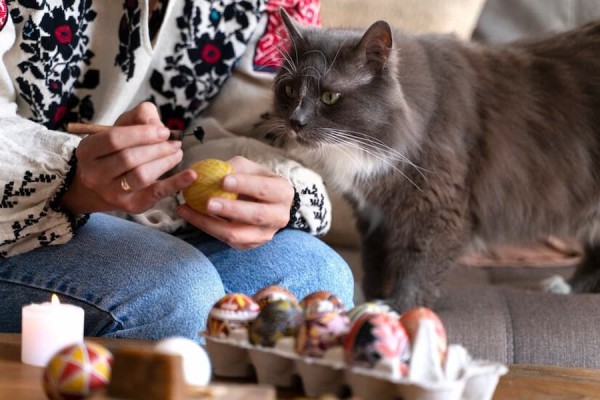 Apakah Kucing Boleh Makan Telur? Ini Fakta dan Anjurannya