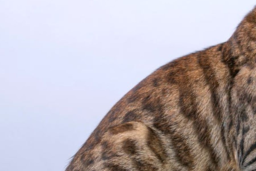 [QUIZ] Bisakah Kamu Menebak Ras Kucing Ini Berdasarkan Potongan Gambar?