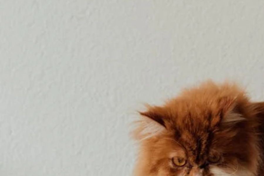 [QUIZ] Bisakah Kamu Menebak Ras Kucing Ini Berdasarkan Potongan Gambar?