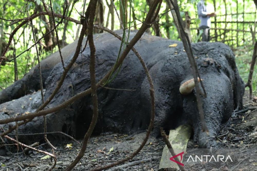 Gajah Jantan Ditemukan Mati di Kawasan APL Nagan Raya