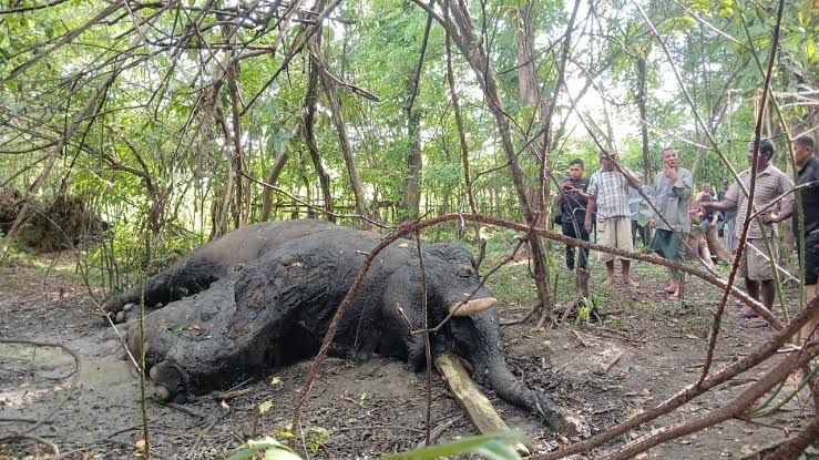 Gajah Jantan Ditemukan Mati di Kawasan APL Nagan Raya