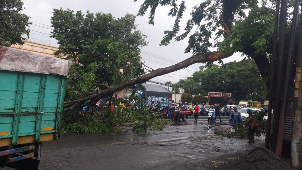 Rumdin Camat Semarang Selatan Rusak Parah Tertimpa Pohon Jati
