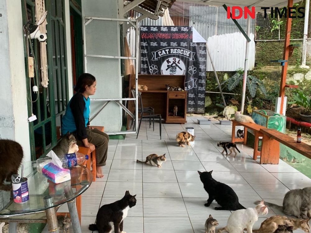 K3L, Badan Rescue Puluhan Kucing Jalanan Sakit di Lampung