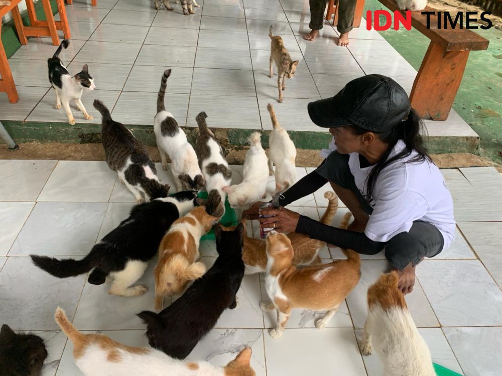 K3L, Badan Rescue Puluhan Kucing Jalanan Sakit di Lampung