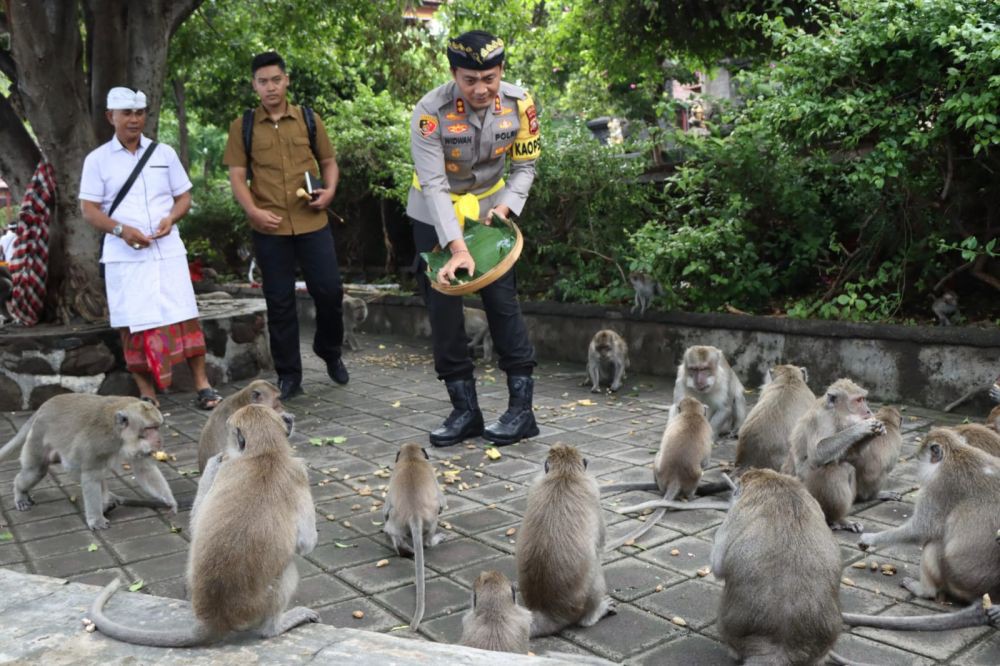 Wanaralaba, Gerakan Memberi Makan Monyet di Buleleng 