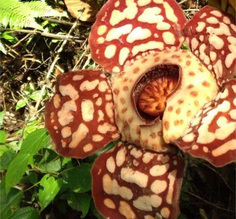 Indahnya Rafflesia Hasseltii, Bunga Langka Ini Mekar Lagi di Mura