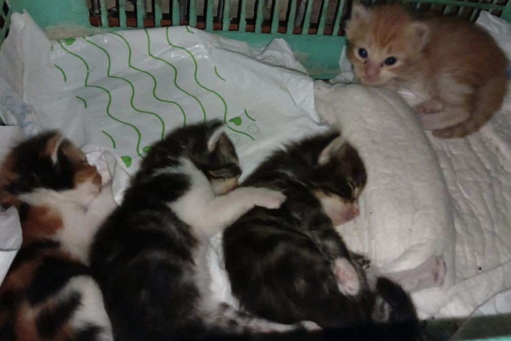 Awalnya Benci Bulu Kucing, Kini Cat Lovers di Denpasar