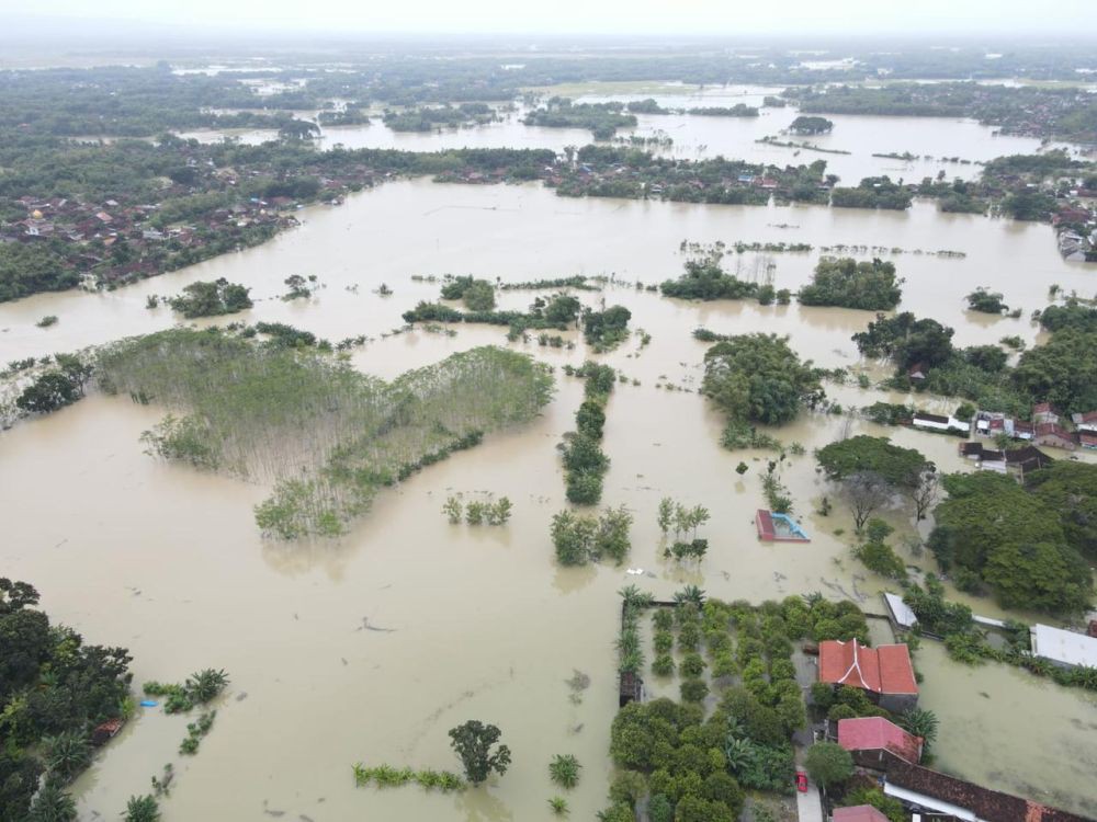 Sawah Terendam, Kualitas Beras Jadi Menghitam Pasca Banjir Demak