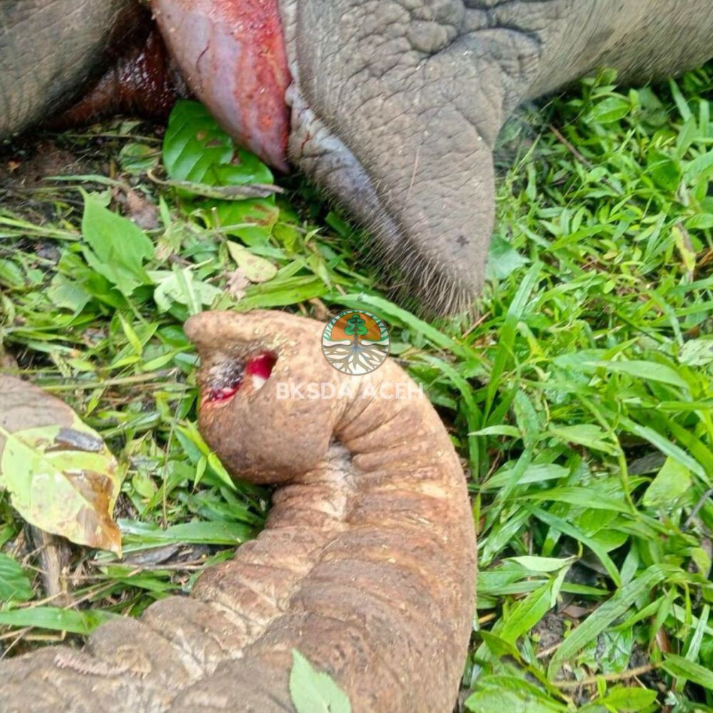 Gajah Ditemukan Mati di Aceh Tengah, BKSDA: Diduga Tersengat Listrik