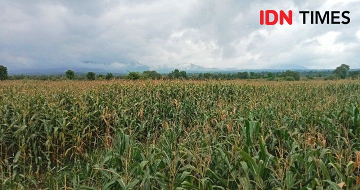 160 Hektare Tanaman Jagung di Dompu Rusak Akibat Angin Kencang