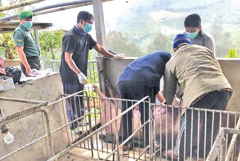 Peternak Babi di Klungkung Kembali 'Dihantui' ASF