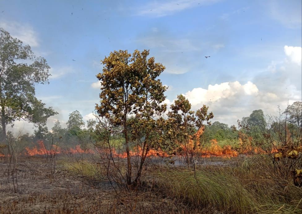 301 Hektare Hutan Konservasi Taman Nasional Way Kambas Terbakar