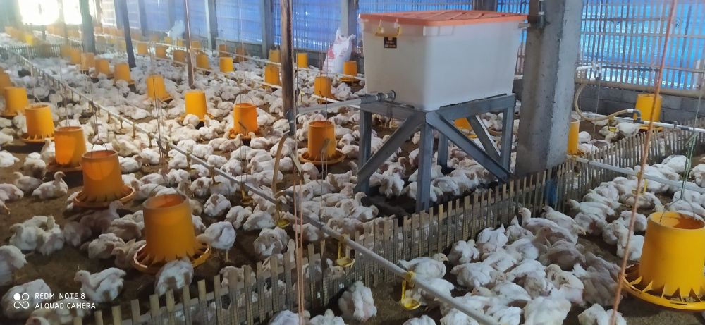 NTB Tolak Kiriman Telur Ayam dari Luar Daerah