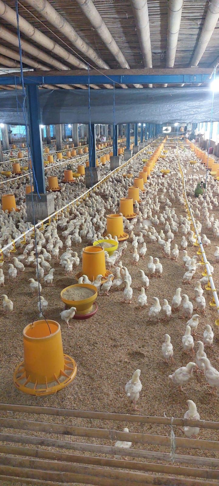 NTB Tolak Kiriman Telur Ayam dari Luar Daerah