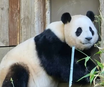 6 Fakta Fu Bao, Panda Viral Kesayangan Warga Korsel