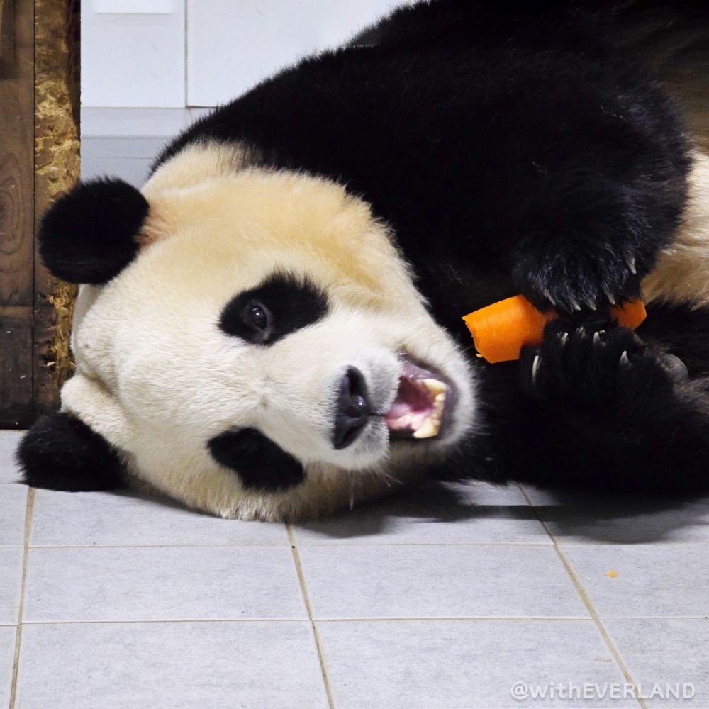 6 Fakta Fu Bao, Panda Viral Kesayangan Warga Korsel