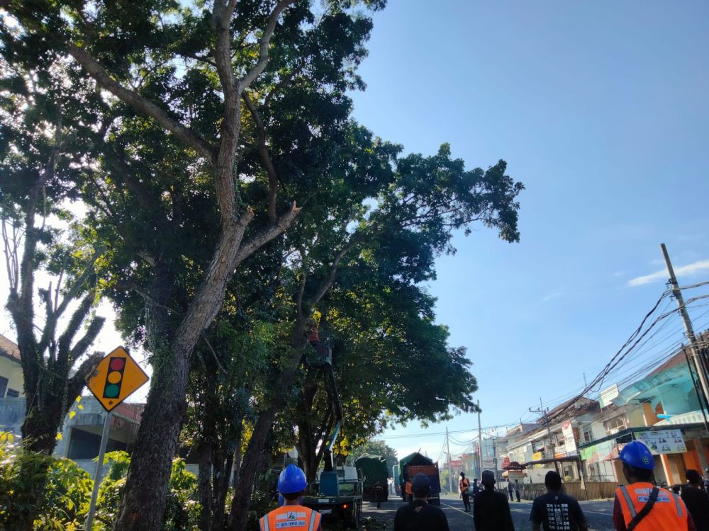 Pohon Tumbang Intai Perjalanan Mudik di Tabanan