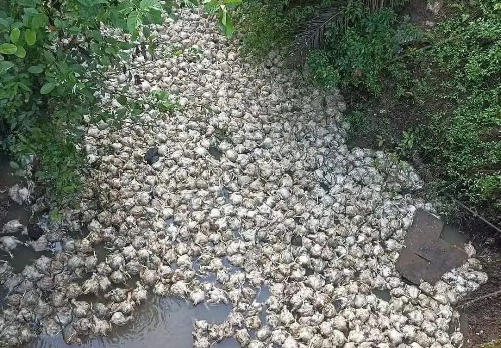 Ribuan Bangkai Ayam Ditemukan Terapung di Sungai Pinang Mura