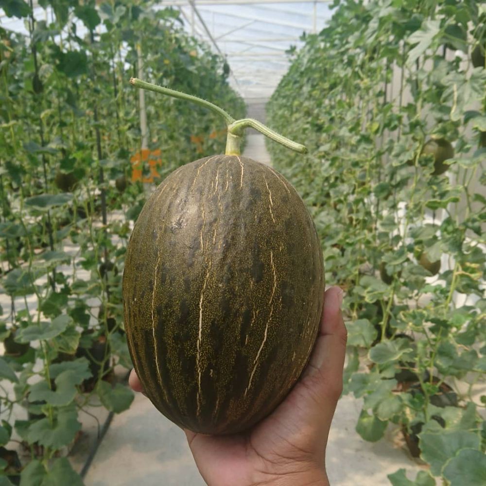 Gunakan IoT dan Energi Terbarukan, Inilah Melon Premium Bansari