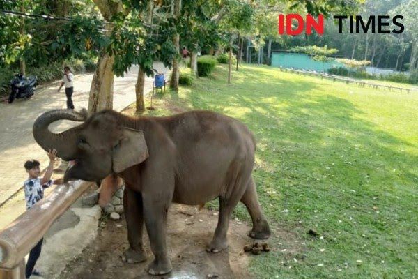 7 Rekomendasi Wisata Satwa dan Kebun Binatang di Lampung!