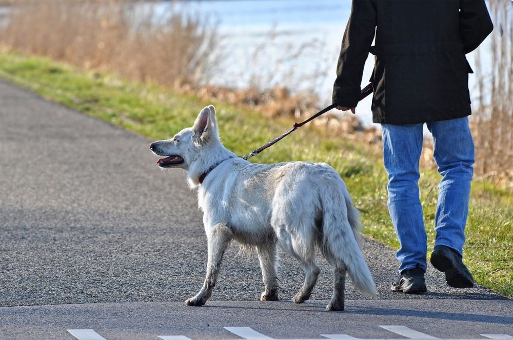 117 Warga Bima Digigit Anjing Suspek Rabies, 1 Orang Meninggal